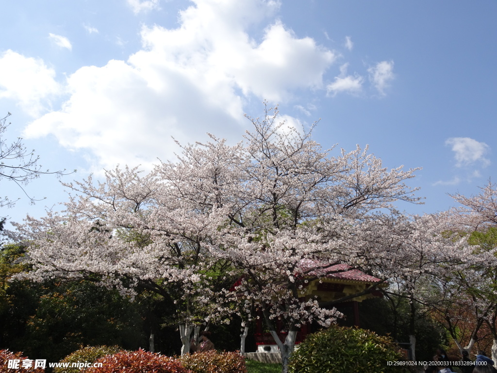 樱花