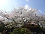 樱花