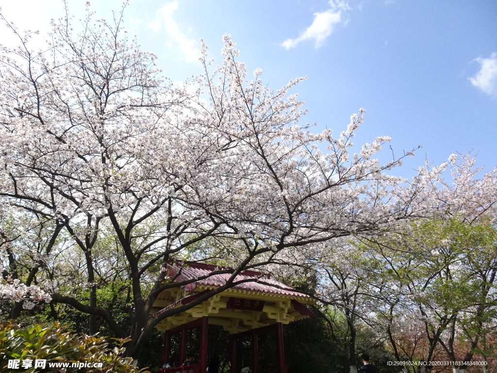 樱花