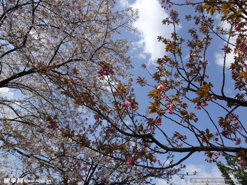 樱花