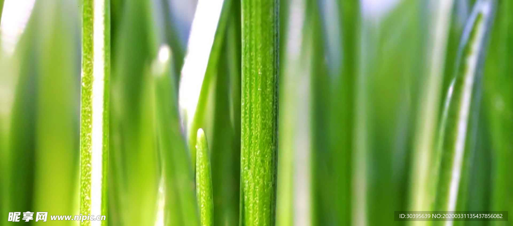 绿色背景