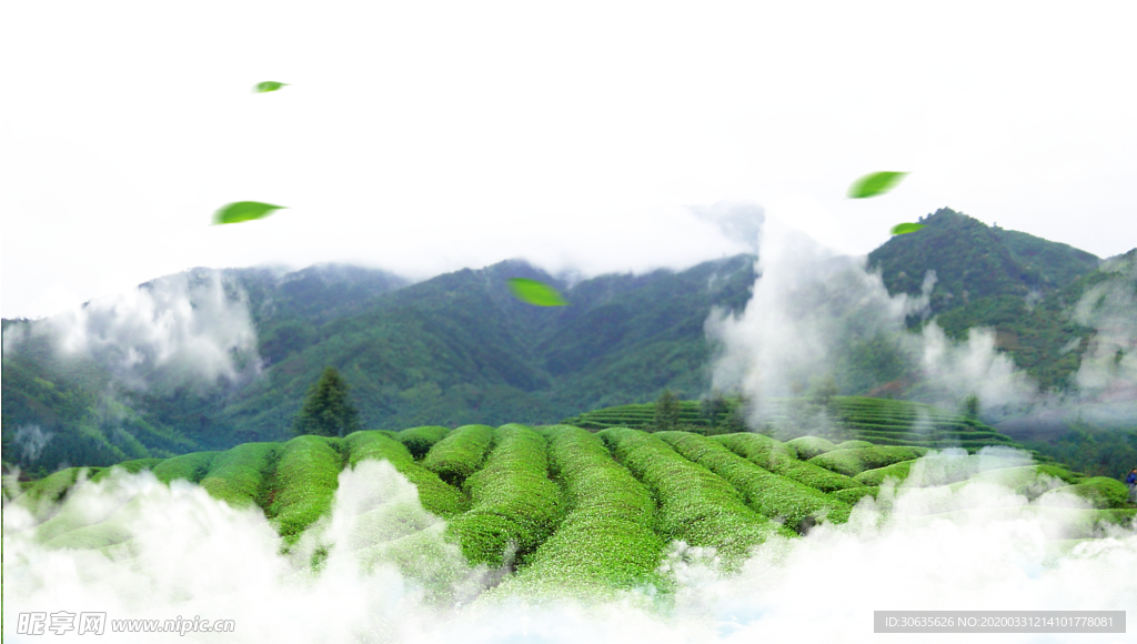 茶山
