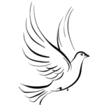 鸽子