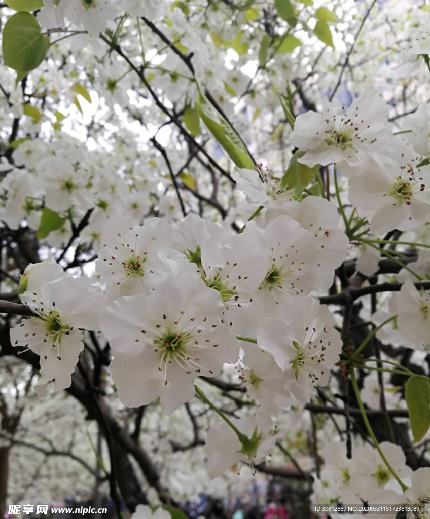 梨花   梨树