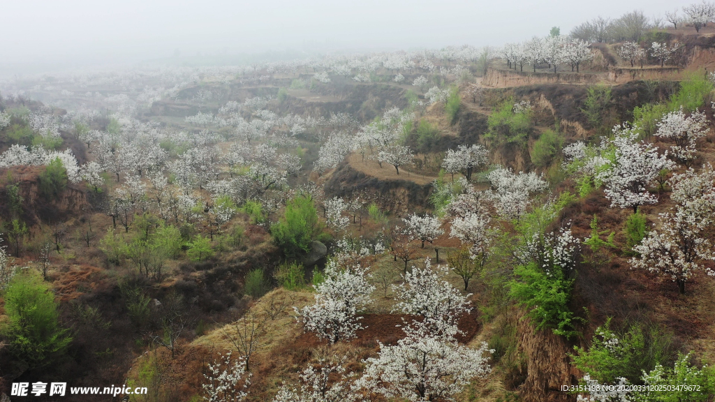 山坡梨花