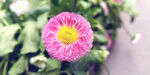 雏菊