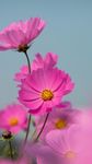 雏菊
