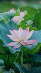 莲花