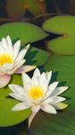莲花