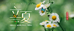 雏菊
