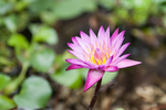 莲花