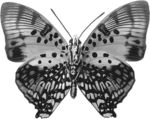 蝴蝶