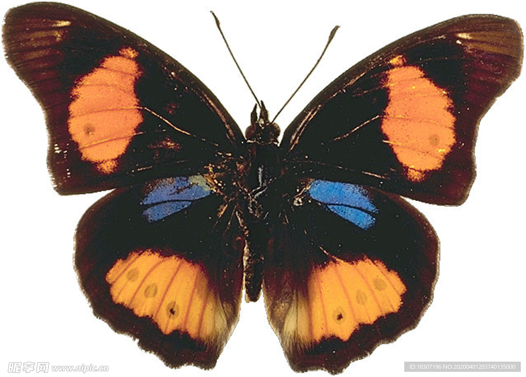 蝴蝶