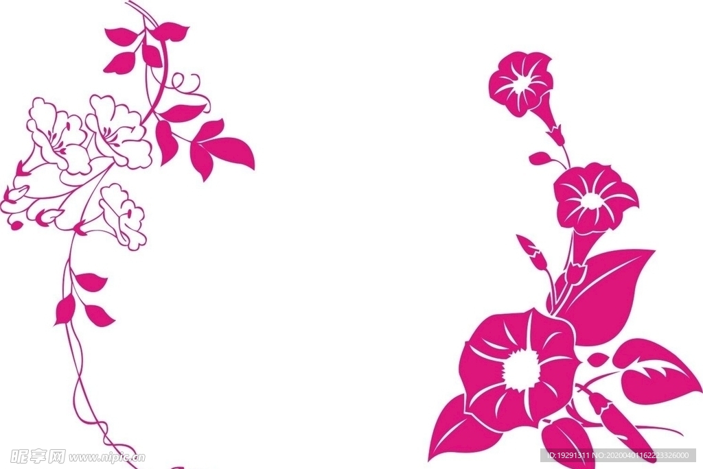 牵牛花
