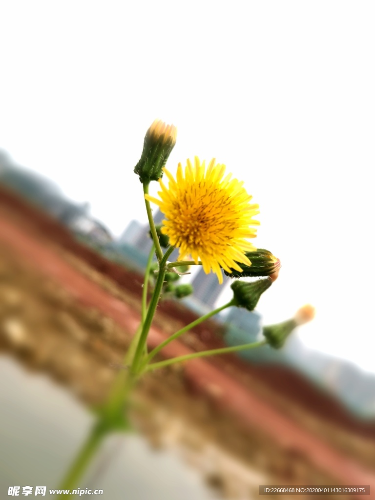 野菊