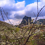 三月李花