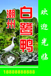 白鹭鸭广告