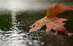 雨中美景图片