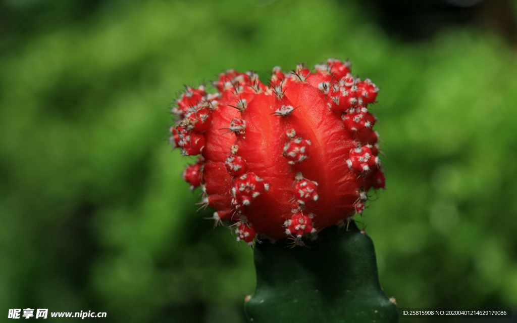 仙人掌仙人掌花图片