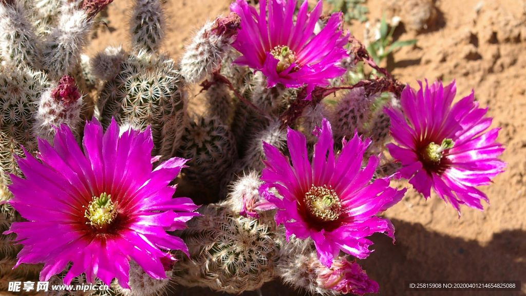 仙人掌仙人掌花图片