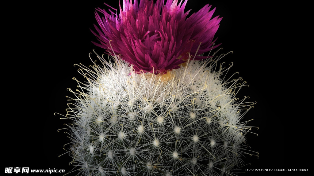 仙人掌仙人掌花图片