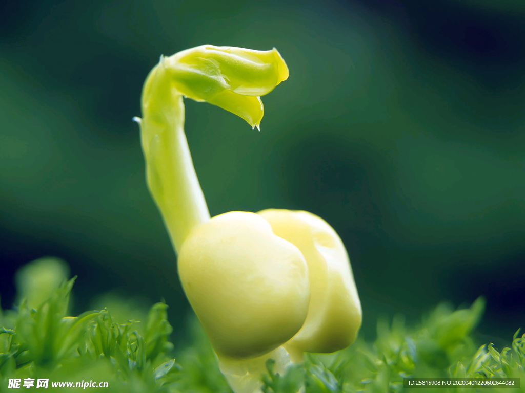 发芽嫩芽绿芽胚芽生长