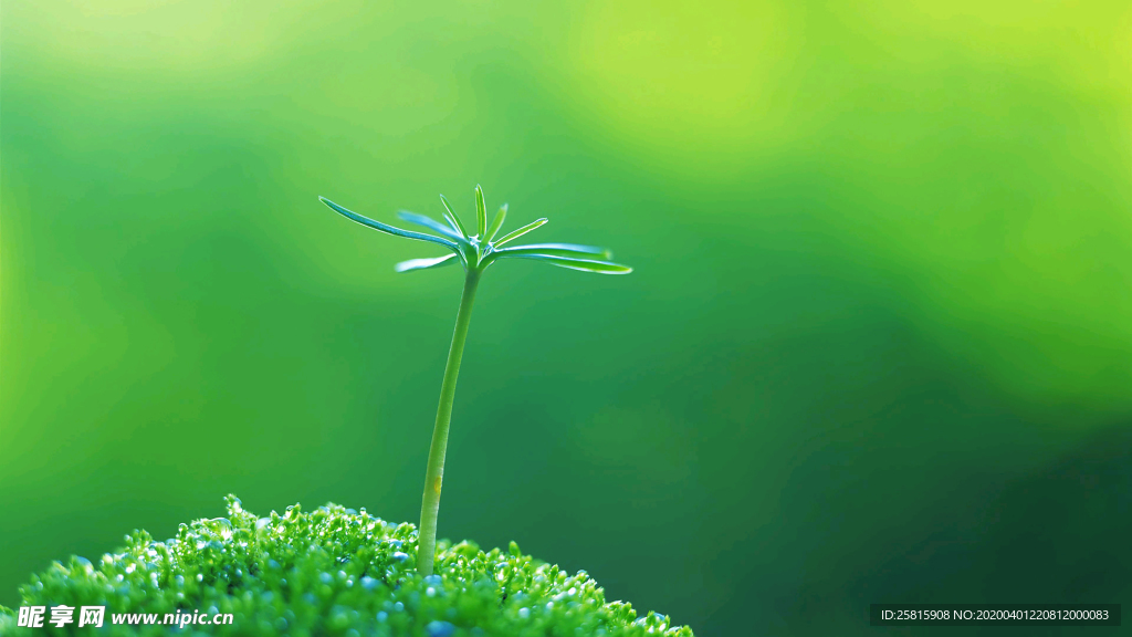 发芽嫩芽绿芽胚芽生长