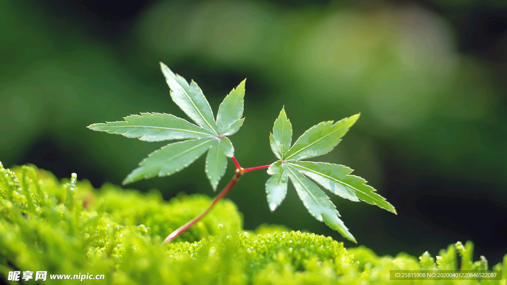 发芽嫩芽绿芽胚芽生长