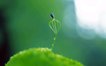 发芽嫩芽绿芽胚芽生长