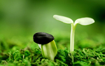 发芽嫩芽绿芽胚芽生长