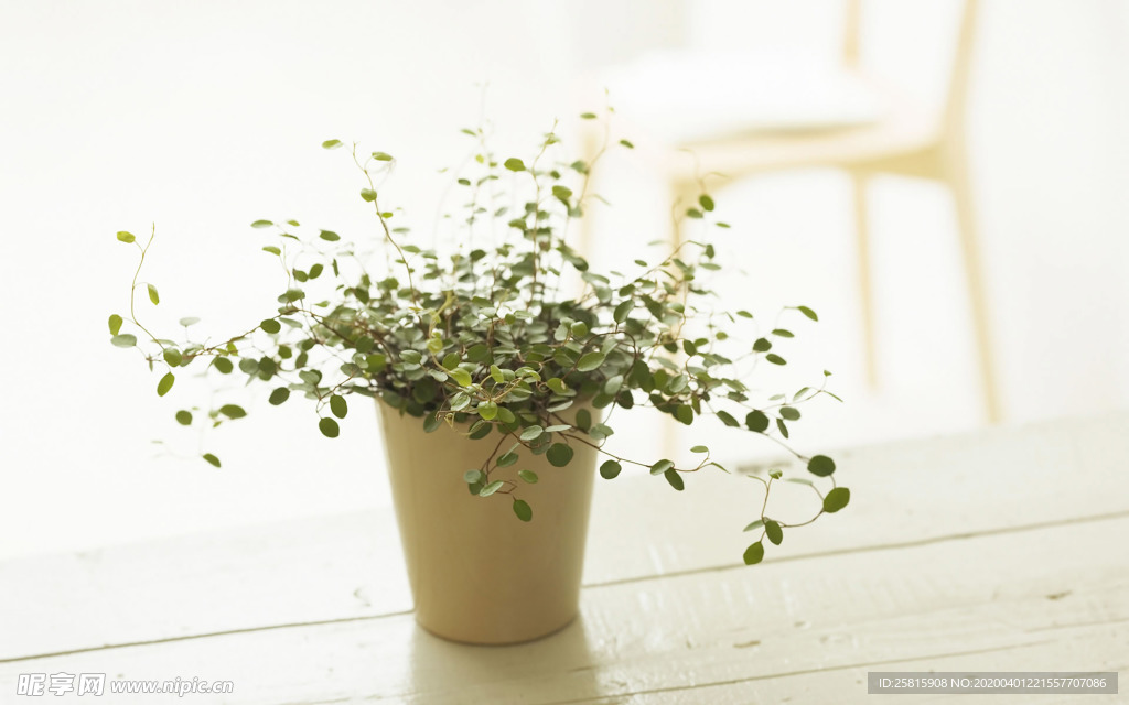 室内盆栽花草摆设搭配