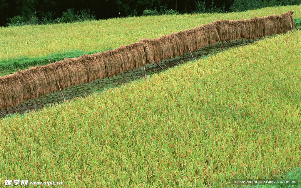 稻田水稻插秧收割图片