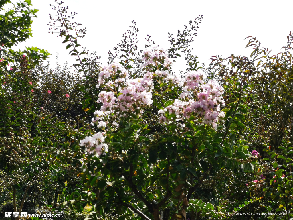 樱花