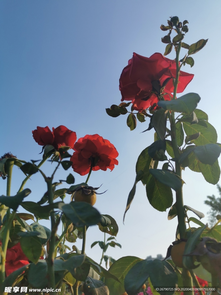 菊花