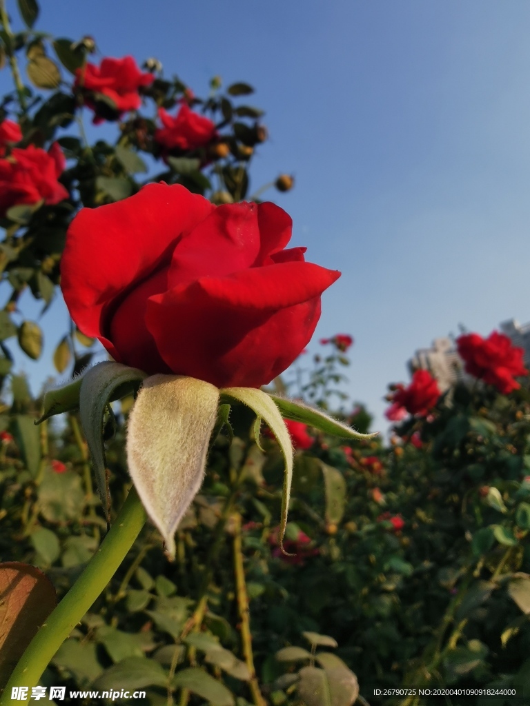 菊花