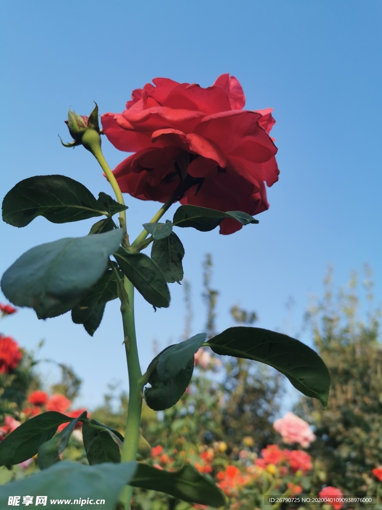 菊花