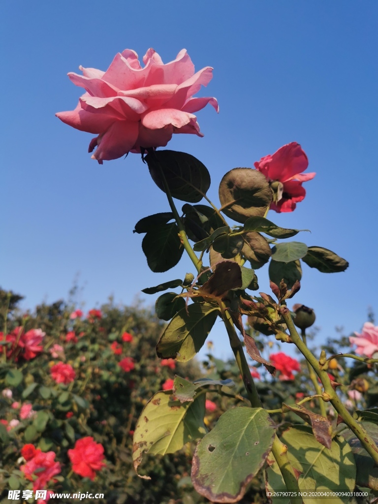 菊花