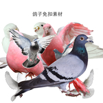 鸽子免扣素材