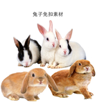 兔子免扣素材