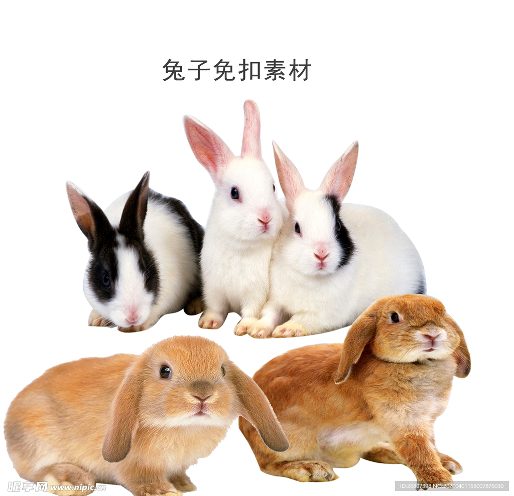 兔子免扣素材