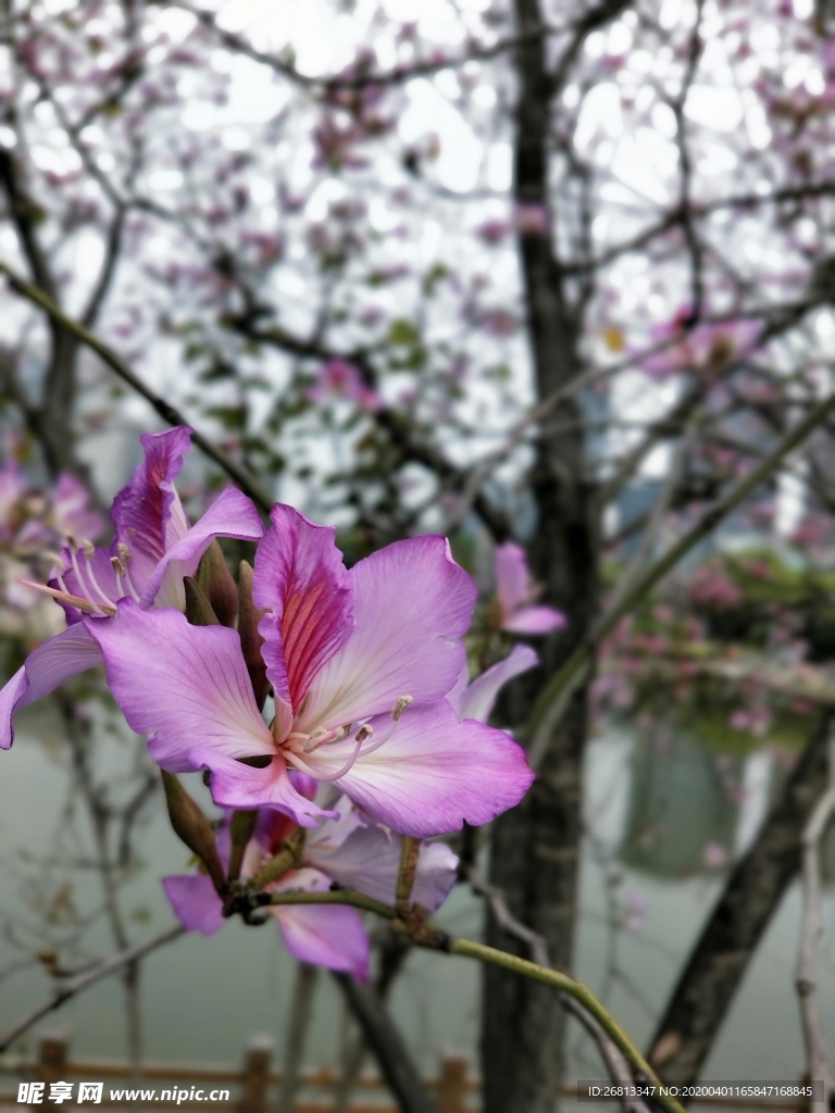 柳州紫荆花