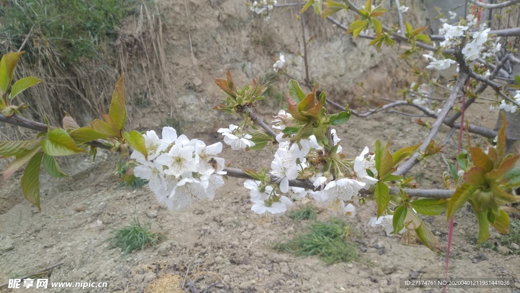 蜜蜂 樱桃树 开花