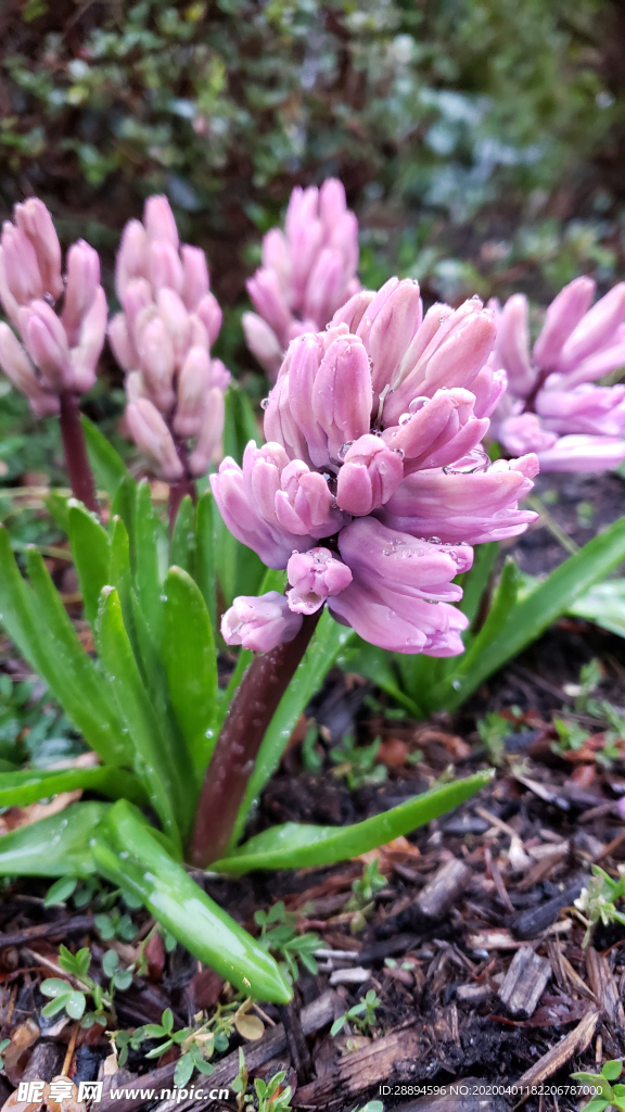 粉红色花