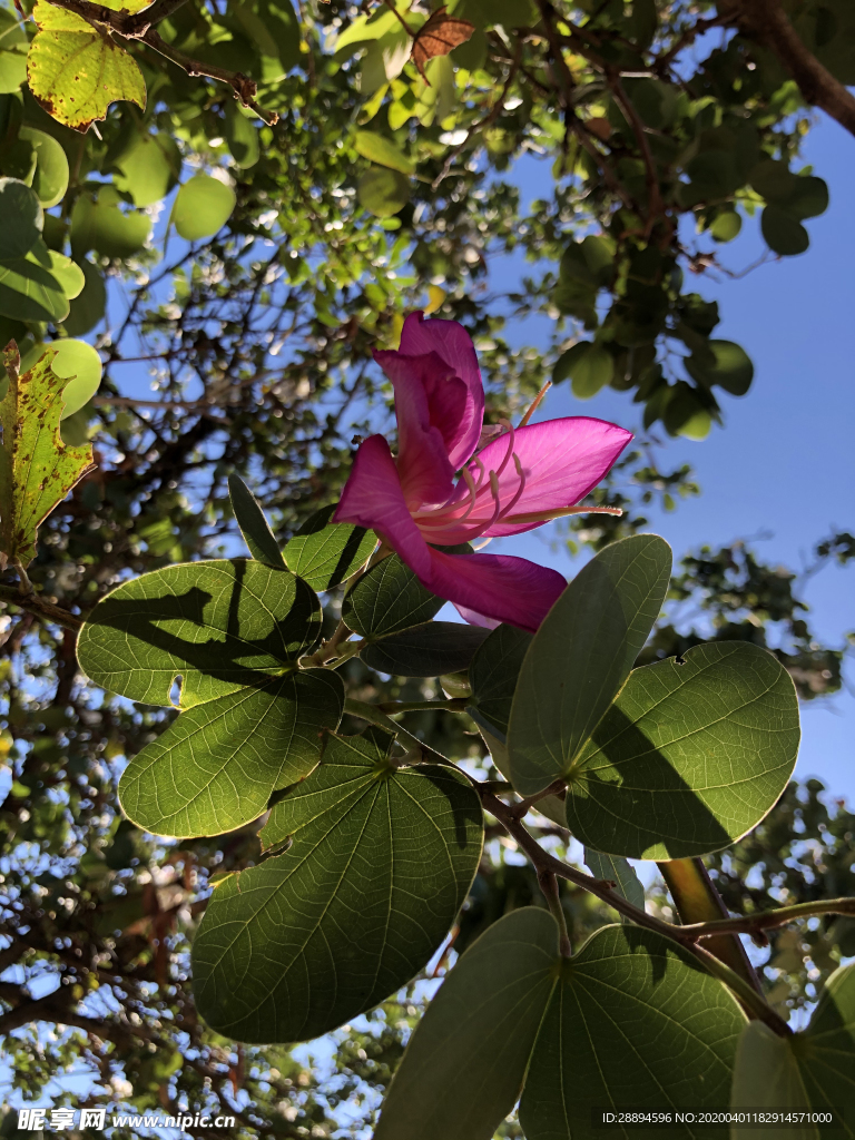 花绽放