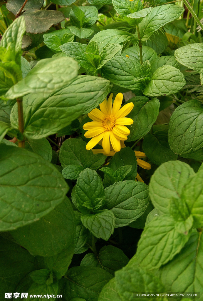 黄色花