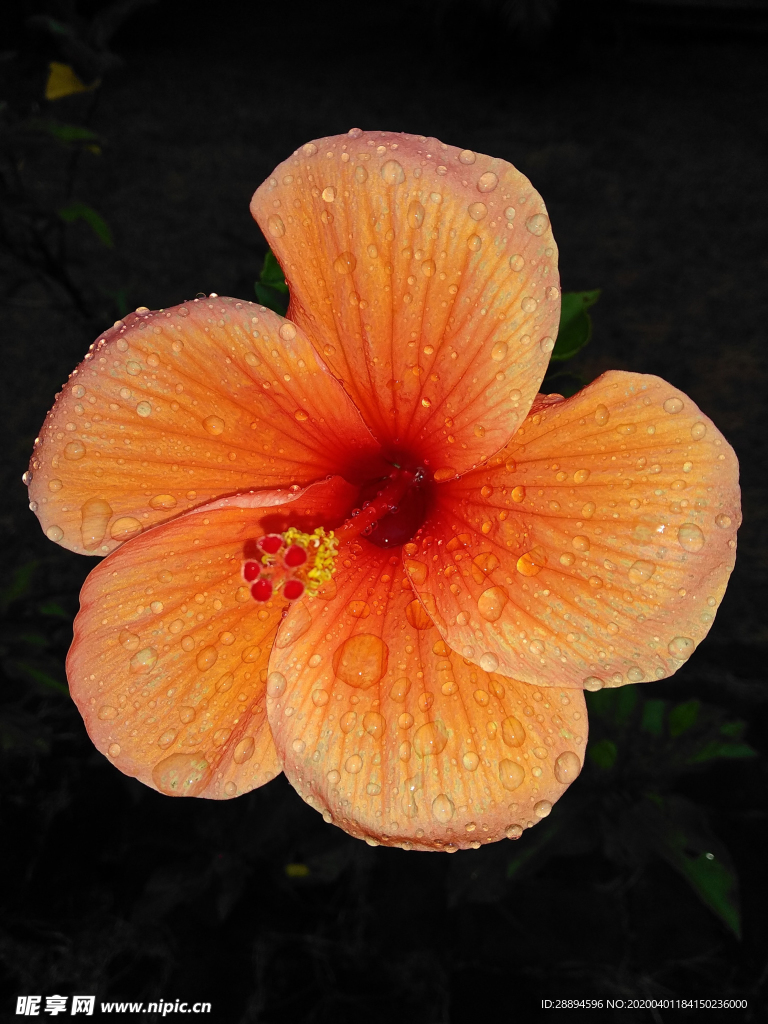 小花