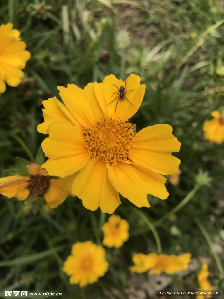 黄色鲜花
