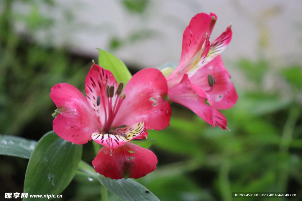 粉红色鲜花
