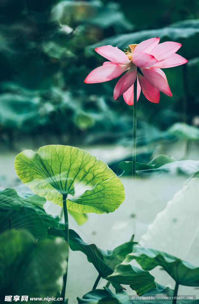清爽小清新
