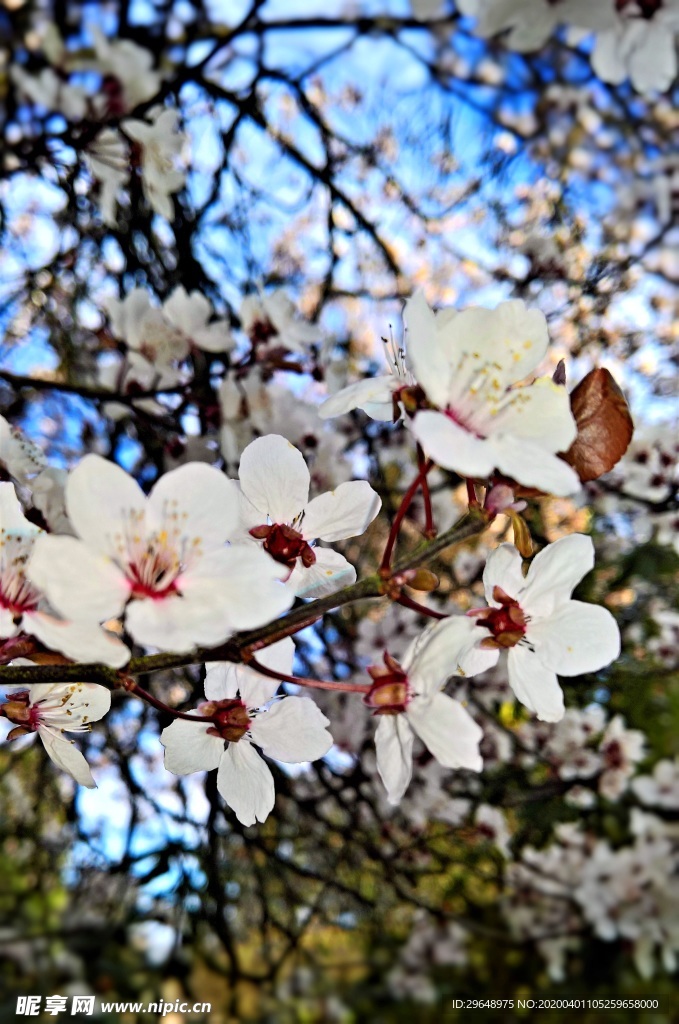 花 梨花 春天 花朵 白色 白